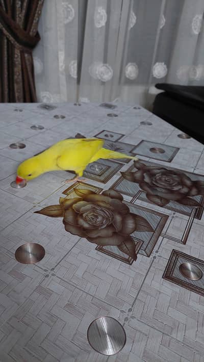 yellow ringneck breeder wild female.