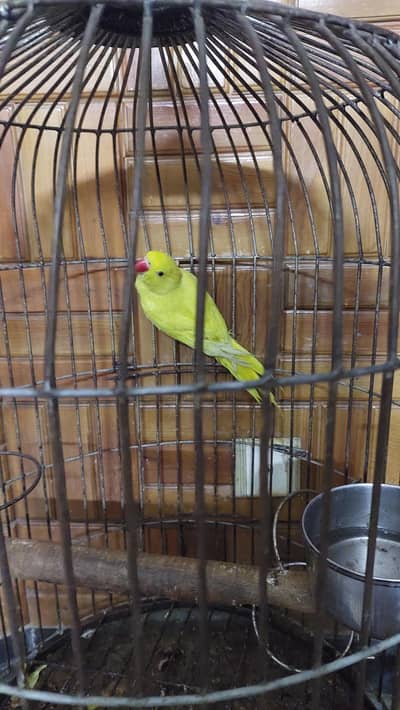 yellow ringneck breeder wild female.