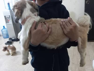 Shitzu Puppies and Mother