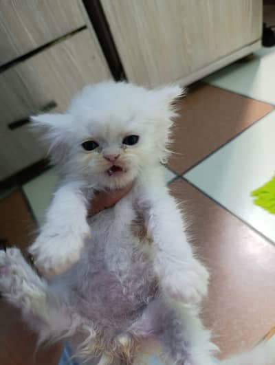 Semi Persian Male Female Kittens