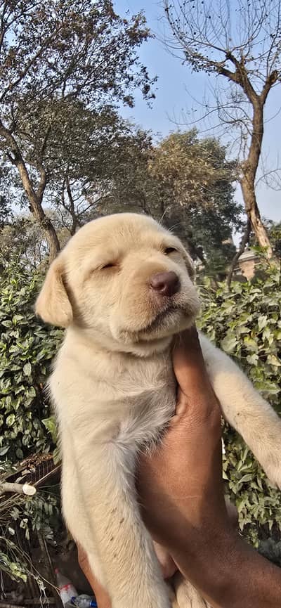 High Quality Blue Eye Labrador Female Puppy for Sale