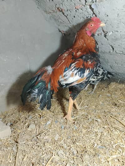 aseel shindi ur main wali cross