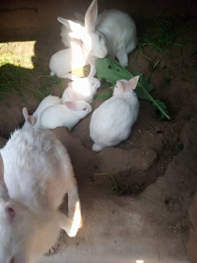 white rabit 600bprice