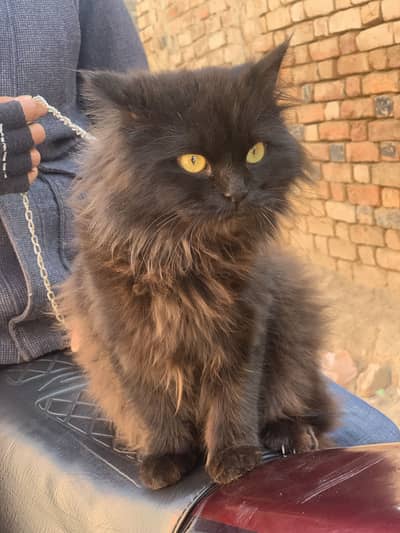 Male cat urgent for sale