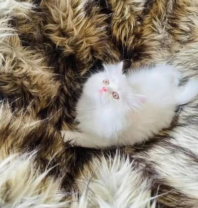 Persian  | Persian Cat | Punch Face Persian 0308=3636=156