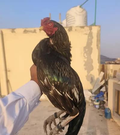 aseel murga for sale my WhatsApp number 0320-24-100*47