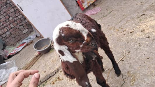 2 Makhi cheni or 1betal | Bakri k bachy 03036363273