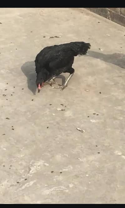 Aseel pair and Aseel chicks for sale