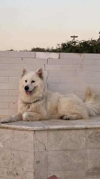 Gaint Russian Samoyed female puppy available for sale