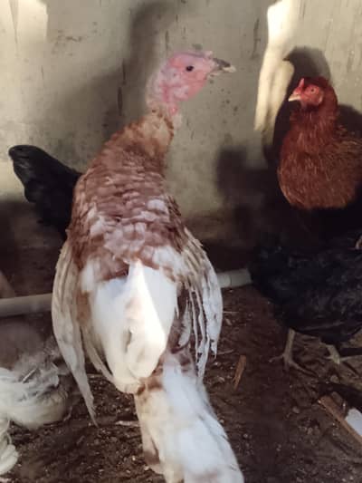 Turkey Bird for sale