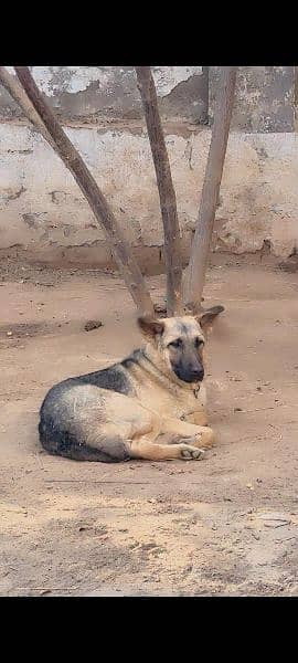 Gulshashion Pair Dog