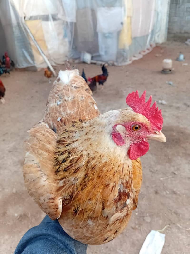 انڈے والی گولڈن مصری مرغی دستیاب ہے 0