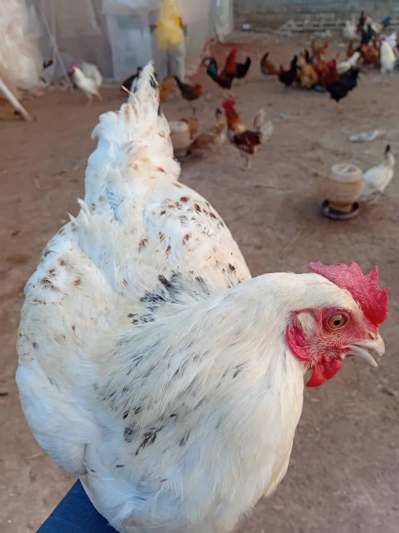 انڈے والی گولڈن مصری مرغی دستیاب ہے 2