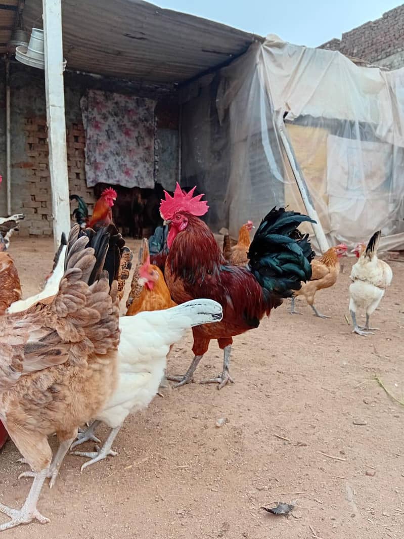 انڈے والی گولڈن مصری مرغی دستیاب ہے 3