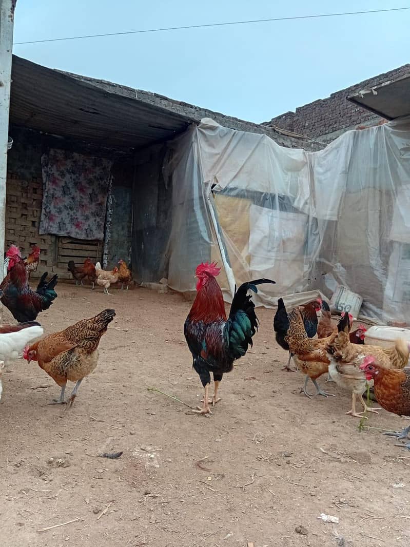 انڈے والی گولڈن مصری مرغی دستیاب ہے 4