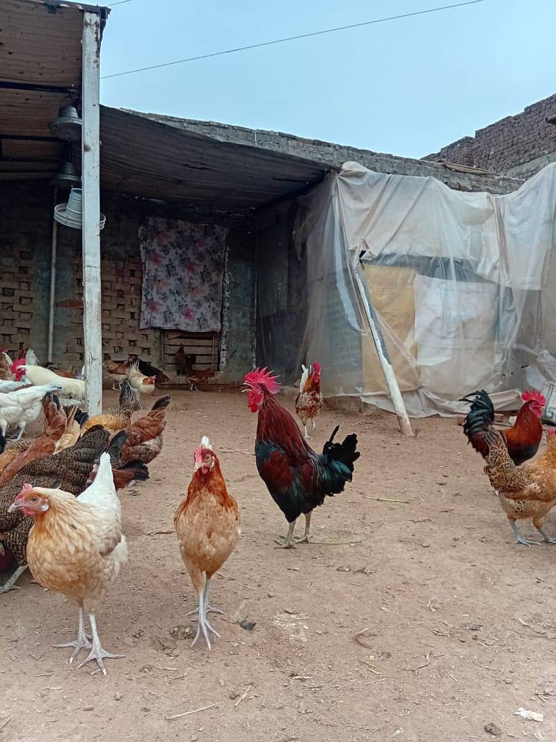 انڈے والی گولڈن مصری مرغی دستیاب ہے 5