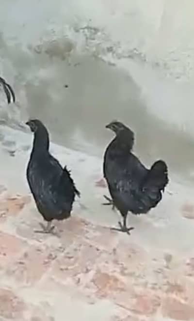 ayam cemani  2 hens egg Laying