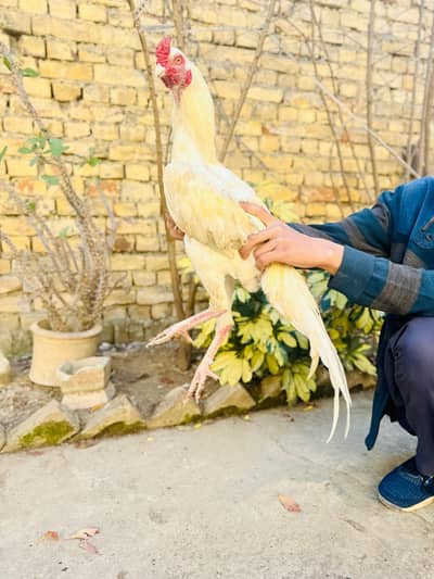 pure aseel Hera fr sale high quality