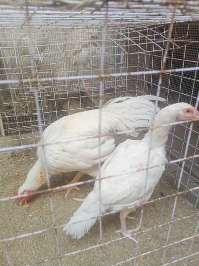 برائے فروخت: اعلیٰ نسل کی وائٹ ہیرا اور دیسی اسیل مرغیاں بمعہ چوزے