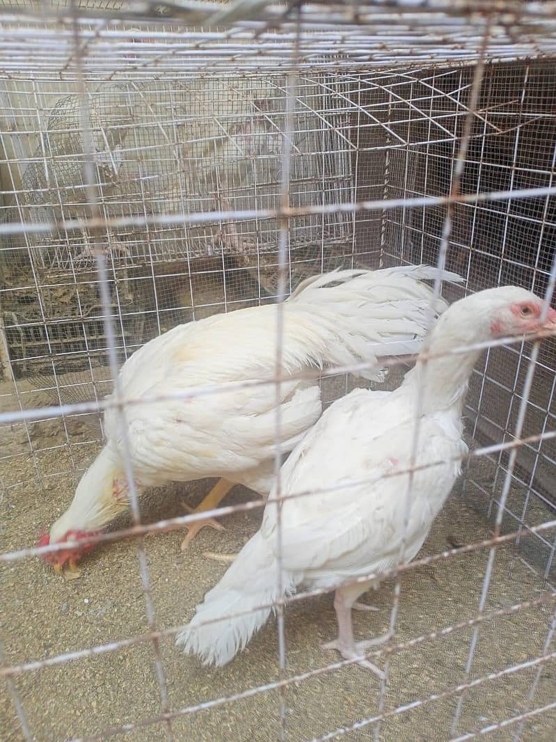 برائے فروخت: اعلیٰ نسل کی وائٹ ہیرا اور دیسی اسیل مرغیاں بمعہ چوزے 0