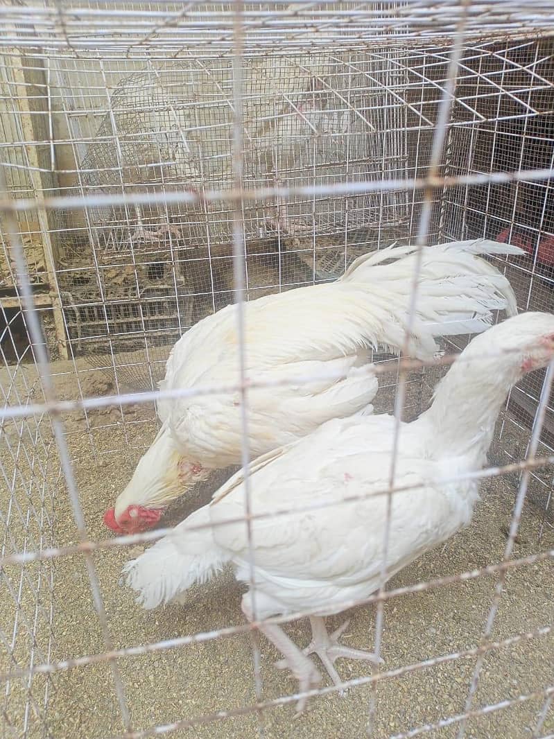 برائے فروخت: اعلیٰ نسل کی وائٹ ہیرا اور دیسی اسیل مرغیاں بمعہ چوزے 1