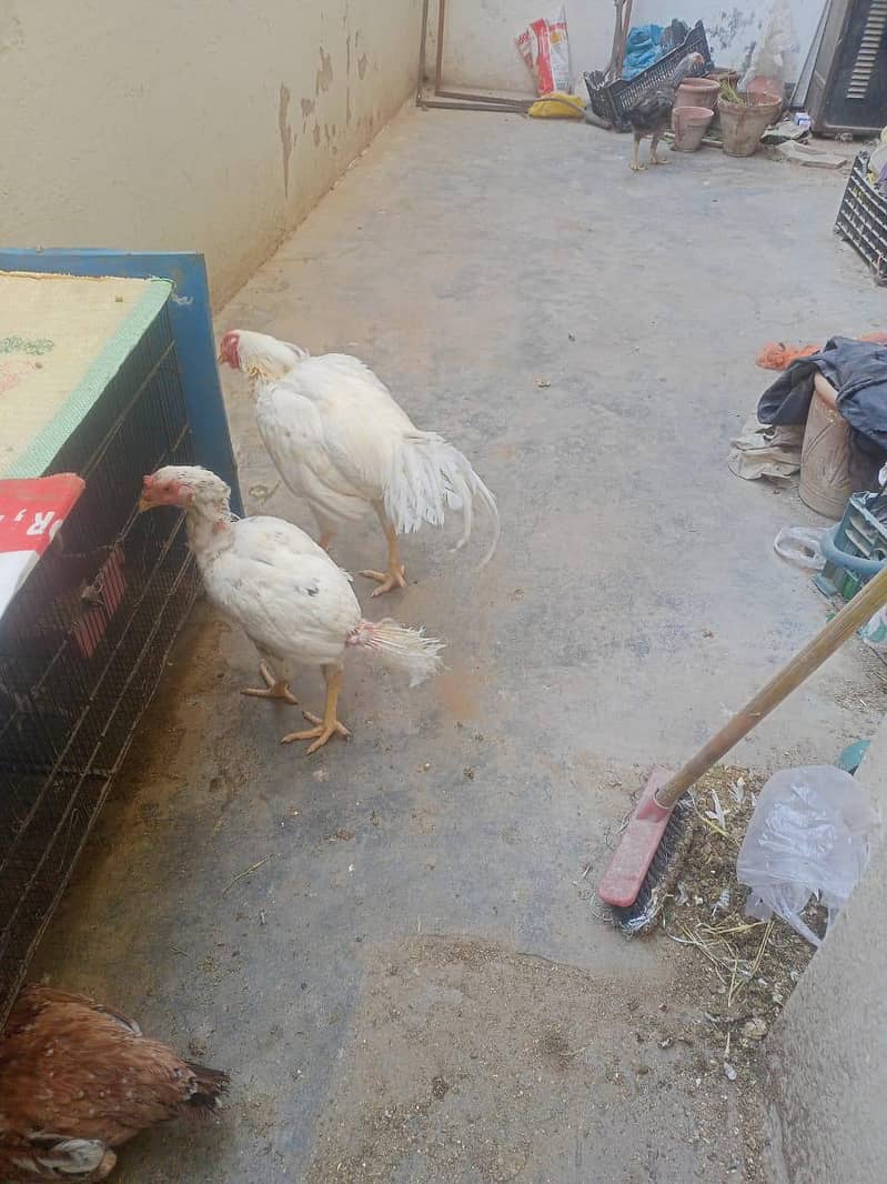 برائے فروخت: اعلیٰ نسل کی وائٹ ہیرا اور دیسی اسیل مرغیاں بمعہ چوزے 2