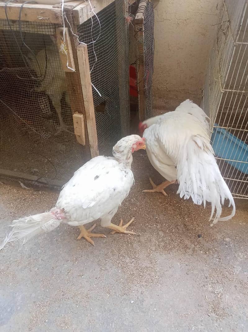 برائے فروخت: اعلیٰ نسل کی وائٹ ہیرا اور دیسی اسیل مرغیاں بمعہ چوزے 3