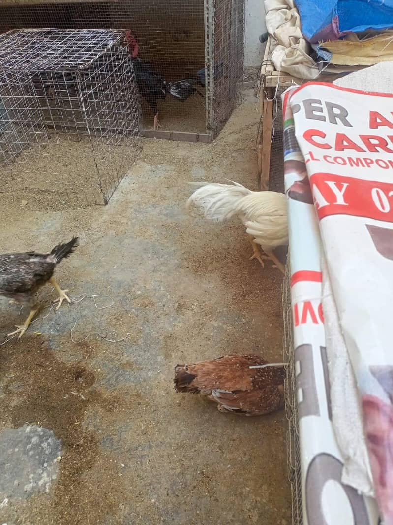 برائے فروخت: اعلیٰ نسل کی وائٹ ہیرا اور دیسی اسیل مرغیاں بمعہ چوزے 4