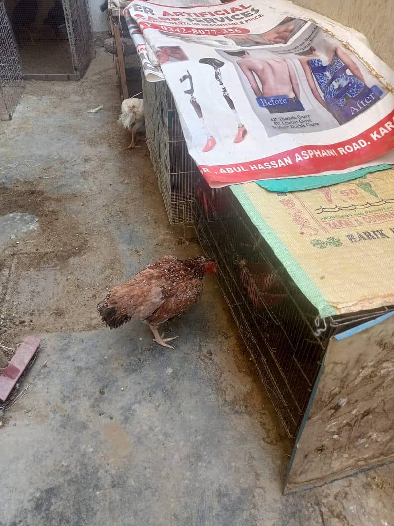 برائے فروخت: اعلیٰ نسل کی وائٹ ہیرا اور دیسی اسیل مرغیاں بمعہ چوزے 5