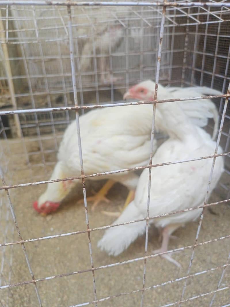 برائے فروخت: اعلیٰ نسل کی وائٹ ہیرا اور دیسی اسیل مرغیاں بمعہ چوزے 6