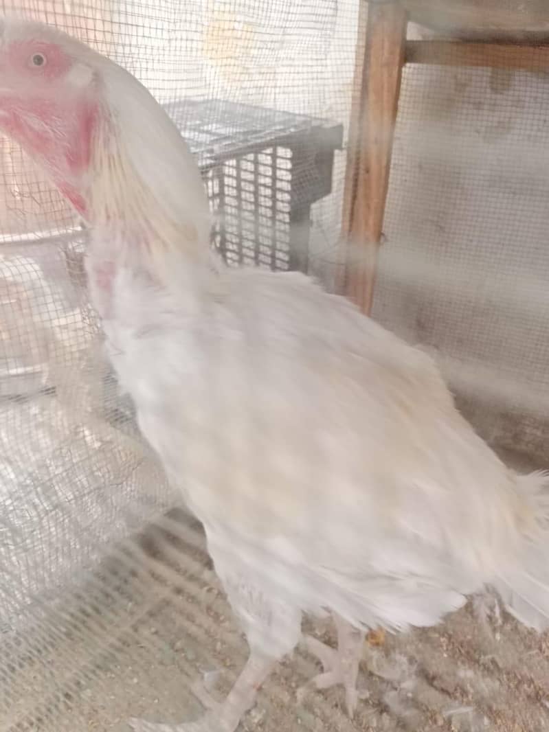 برائے فروخت: اعلیٰ نسل کی وائٹ ہیرا اور دیسی اسیل مرغیاں بمعہ چوزے 7