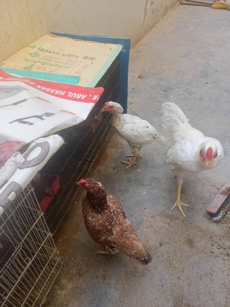 برائے فروخت: اعلیٰ نسل کی وائٹ ہیرا اور دیسی اسیل مرغیاں بمعہ چوزے 8