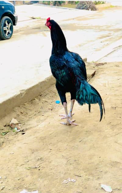 Aseel Thai burmi cross