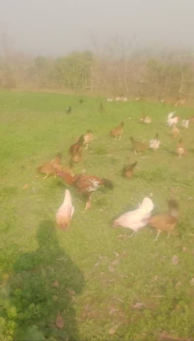 Golden misri Ando wali murgiyan Available