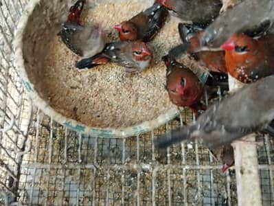 Strawberry finch  big pairs