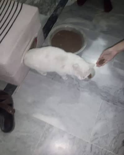 Persain Cat Male for sale