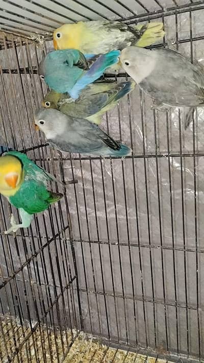 love birds
