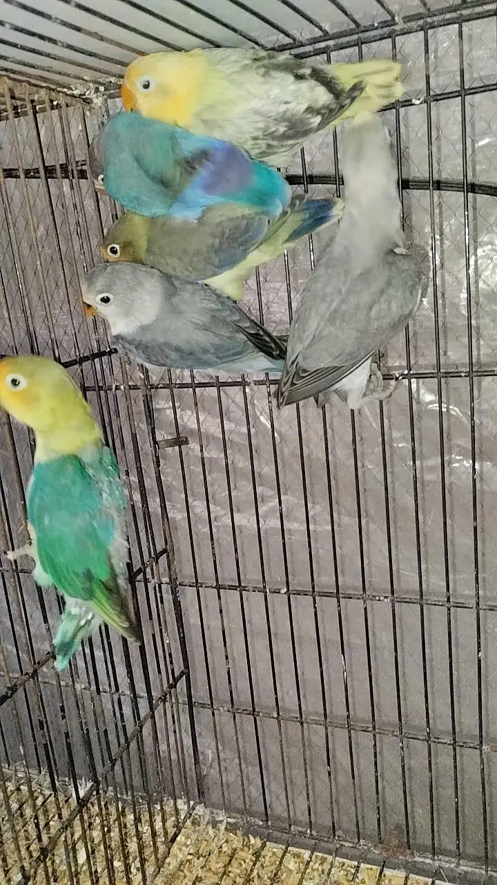 love birds — photo 2