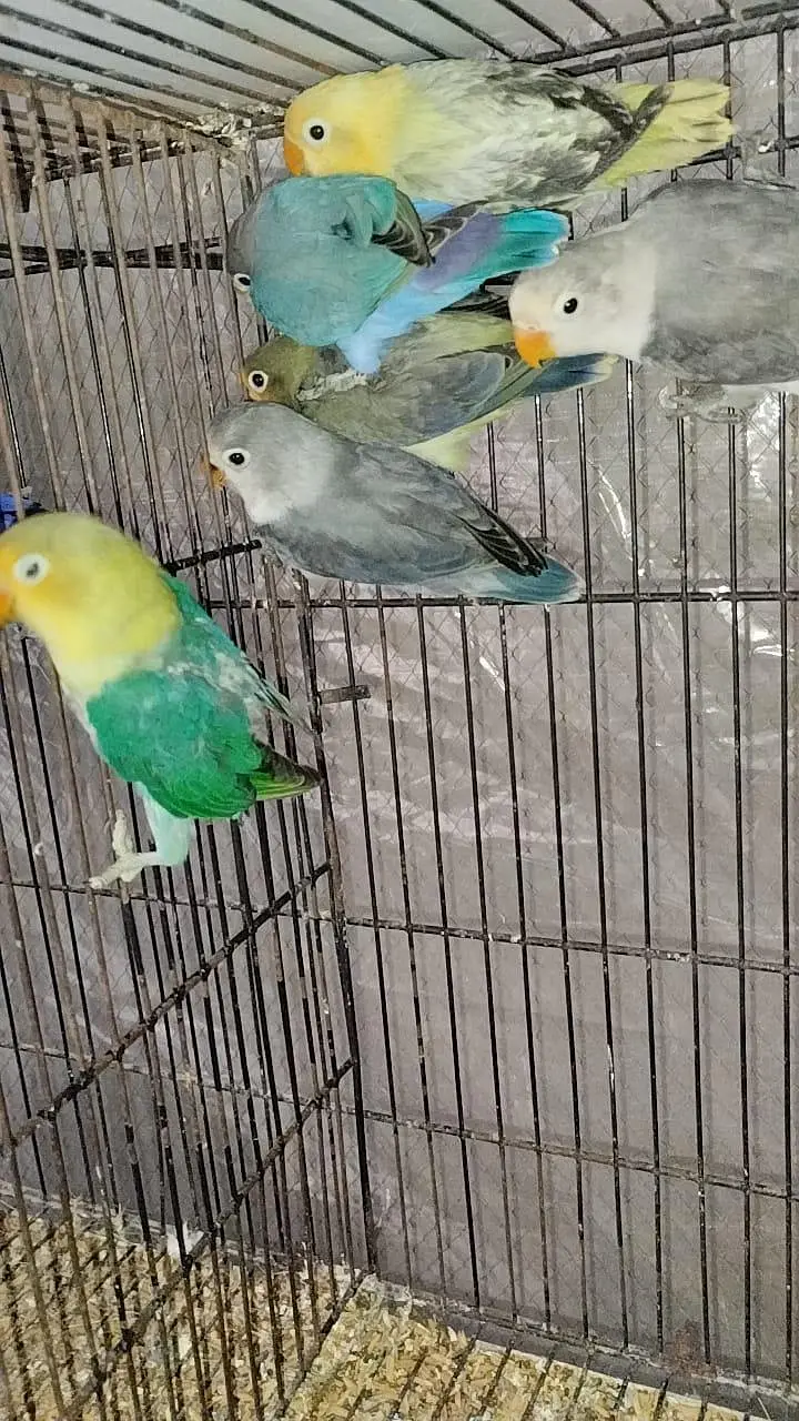 love birds — photo 3