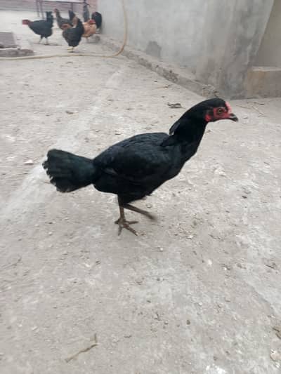 2 Aseel Mushk Murgiya