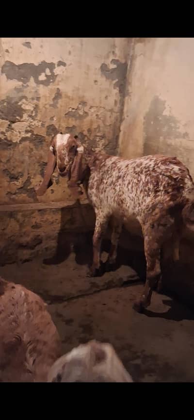 Healthy Goat with 2 Kids