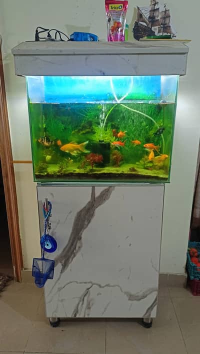 Aquarium Complete setup | Fish | Filter | Aquarium Stand | For sale