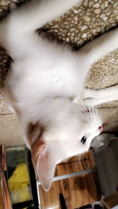 Persian kitten @ persian cat @ cat @ kitten @ blue eye@ white@ Siamese