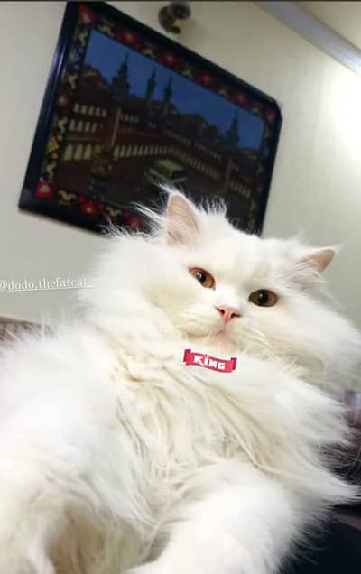 Persian cat for sale my WhatsApp number 03241295120