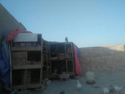 high fly quality mix pair pigeons for sale with cages