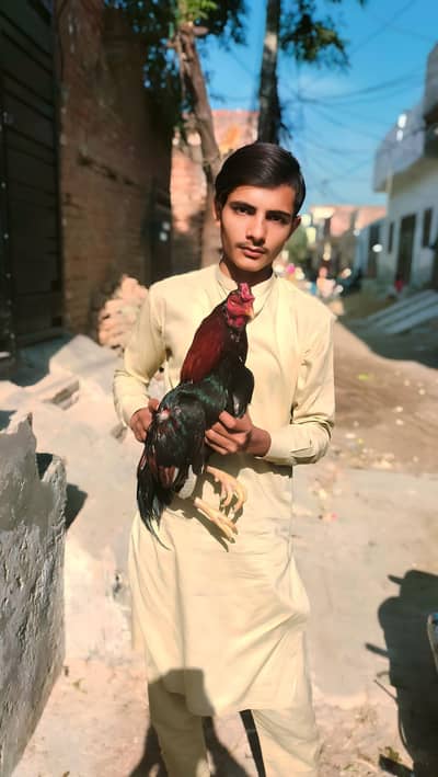 aseel// miawali// murgha // for // sale