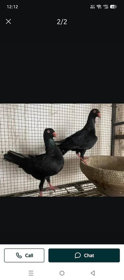 Danish Breedair Pair for sale