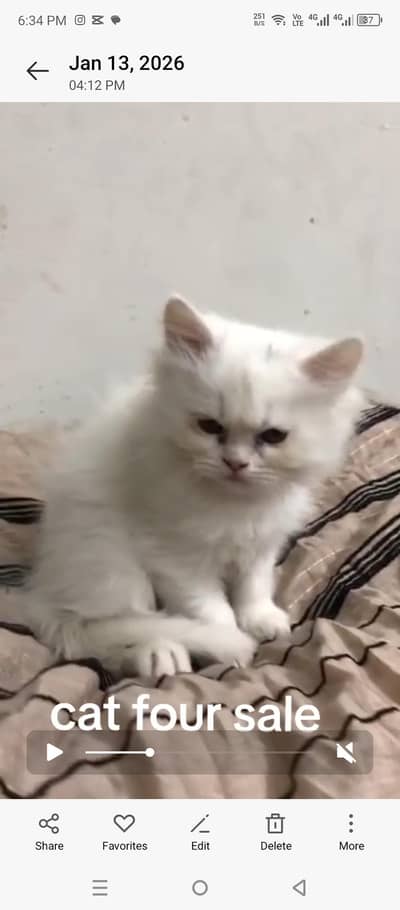 Persian cat for sale