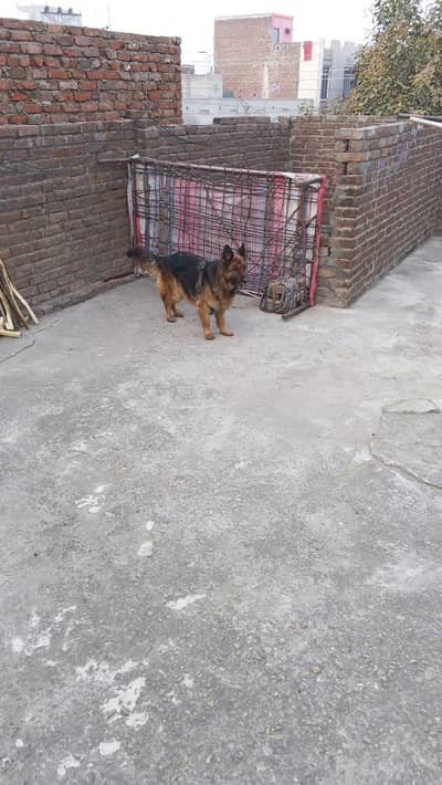 duble kud Garman shephed