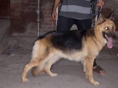 healthy and active long cote  females coming soon on heet